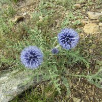 Симпатичная колючка :: Galaelina ***