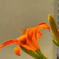 на солнышке :: Michel на солнышке :: Michel