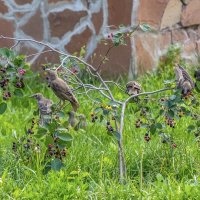 Молодые скворцы :: Валерий Иванович Молодые скворцы :: Валерий Иванович