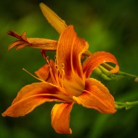 Лилейник :: Игорь Сикорский Лилейник :: Игорь Сикорский