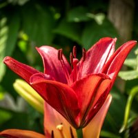 Лилия :: Игорь Сикорский