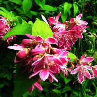 Дейция цветёт :: Людмила Смородинская