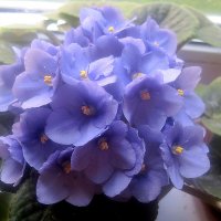 Моя фиалка :: Елена Семигина Моя фиалка :: Елена Семигина