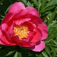 Москва. Усадьба Кусково. :: Наташа ***** Москва. Усадьба Кусково. :: Наташа *****