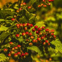 Ягода калина. :: Петр Беляков