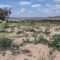 Природа Крыма :: Amazing Cosmea