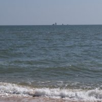 Природа Крыма :: Amazing Cosmea