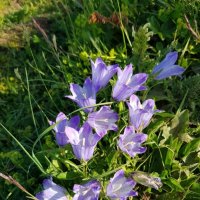 АЛЬПИЙСКИЕ ЛУГА ЛАГОНАКИ :: Tata Wolf