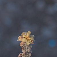 Коровяк обыкновенный :: Giant Tao /