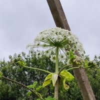 Врага надо знать в лицо! :: Ольга 