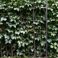 *** :: Валентина Береснева