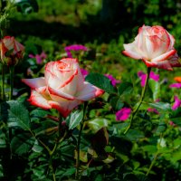 Розы хороши, пока свежи шипы :: Анастасия Логинова