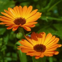 Календула :: Анастасия Логинова