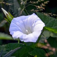 Вьюнок полевой :: Oleg4618 Шутченко