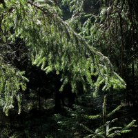 Ветви ели (этюд) :: Александр Ильчевский 