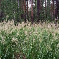 лесное :: Елена Шаламова