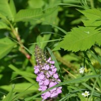 Чистец болотный :: Oleg4618 Шутченко