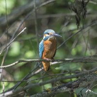 зимородок. :: юрий макаров