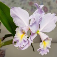 Орхидея каттлея. :: Борис Калитенко