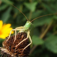 ** :: Зоя Мишина