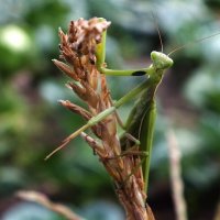 ** :: Зоя Мишина