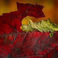 Гусеница хохлатки-зигзаг :: Aleksey Afonin