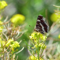Пестрокрыльница изменчивая :: Геннадий Супрун