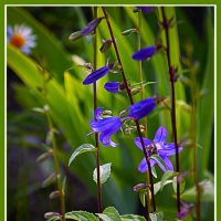 Радость фотографа :: Владимир Кроливец