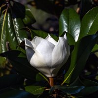 Магнолия крупноцветковая. :: Yuri Chudnovetz Магнолия крупноцветковая. :: Yuri Chudnovetz