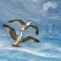 Воздушный бой ;-) :: Алексей Пышненко