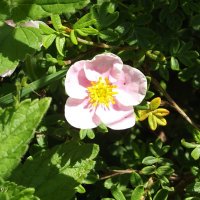 Курильский чай :: Freddy 97