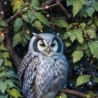 Ночной гость :: Freddy 97