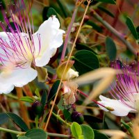 Страстоцвет. :: Валерьян Страстоцвет. :: Валерьян