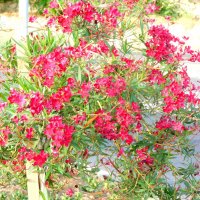 Олеандр цветёт. :: Валерьян 