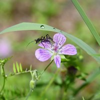 Лето - это маленькая жизнь :: Ольга 