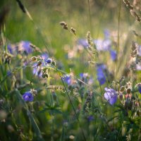 Лето в объективе :: Олег Дорошенко Лето в объективе :: Олег Дорошенко