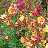 Городские цветы. Красочный водосбор. :: Лилия *