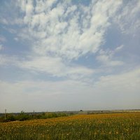 Подсолнухи :: Татьяна Пальчикова Подсолнухи :: Татьяна Пальчикова