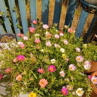 С днем фотографа! :: Татьяна Пальчикова