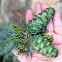 Урожай. :: Галина Левина