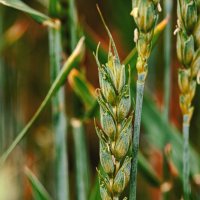 Пшеница :: Андрей Жданов