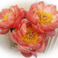 С днём фотографа!!! :: Лилия *