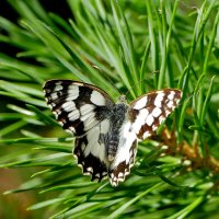 из снятого вчера 2 :: Александр Прокудин из снятого вчера 2 :: Александр Прокудин