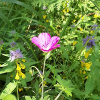 В лесу :: Наталья Герасимова В лесу :: Наталья Герасимова