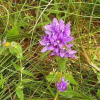 В лесу :: Наталья Герасимова В лесу :: Наталья Герасимова