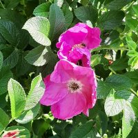 Шиповник :: Наталья Герасимова