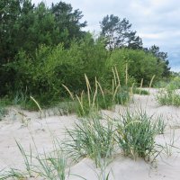 море :: марта Камушкина