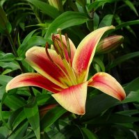 О красоте цветов. :: Милешкин Владимир Алексеевич 