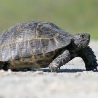 Testudo graeca :: Maxim Lanin