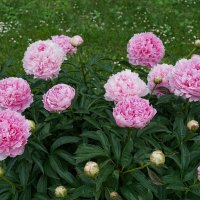 Розовые пионы :: Ольга 